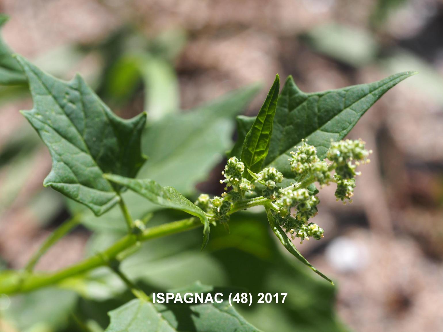 Goosefoot, Maple-leaved